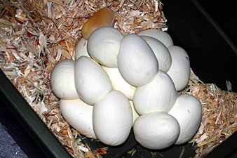 Irian Jaya carpet python eggs