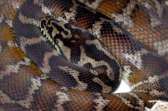 Irian Jaya carpet python on eggs