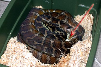 Irian Jaya carpet python on eggs