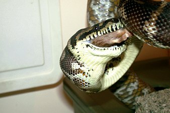 Irian Jaya carpet python enclosure