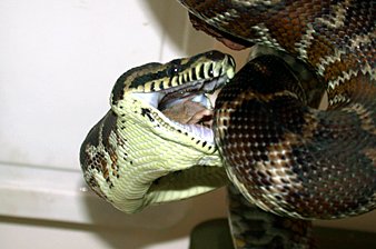 Irian Jaya carpet python enclosure