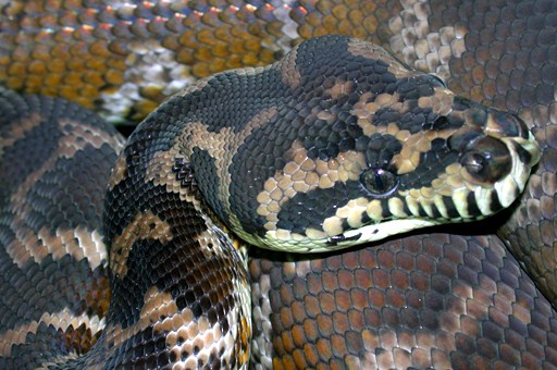 Irian Jaya carpet python enclosure