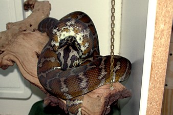 Irian Jaya carpet python enclosure