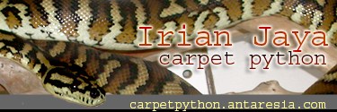  dumerilsboa.antaresia.org - information on Australia's smallest pythons 