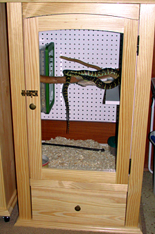 Irian Jaya carpet python enclosure