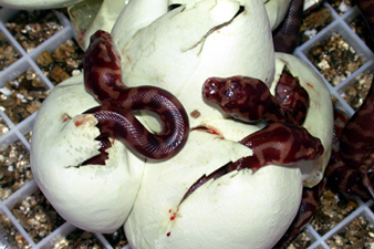 Irian Jaya carpet python eggs hatching