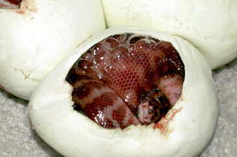 Irian Jaya carpet python eggs hatching