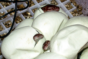 Irian Jaya carpet python eggs hatching