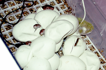 Irian Jaya carpet python eggs hatching