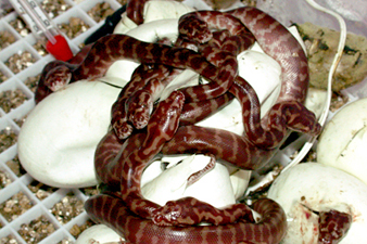 Irian Jaya carpet python eggs hatching