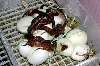 Irian Jaya carpet python eggs hatching