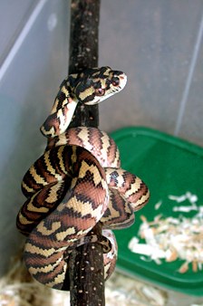 Irian Jaya carpet python baby