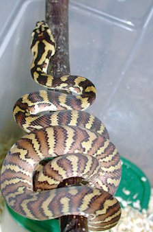 Irian Jaya carpet python hatchling