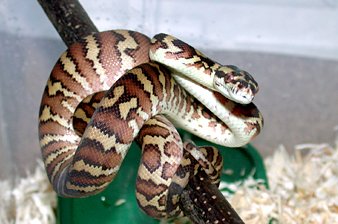 Irian Jaya carpet python hatchling