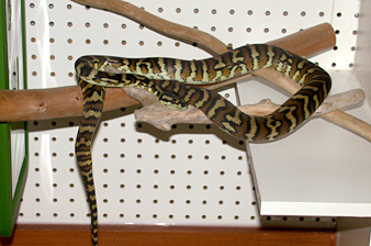  Dumeril Boa 